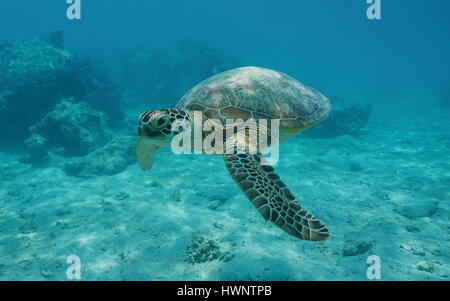 Une tortue verte Chelonia mydas, sous-marine, le lagon de Bora Bora, l'océan Pacifique, Polynésie Française Banque D'Images