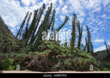 Nouvelle Calédonie pins endémiques avec pandanus sur la rive, Bourail, Grande Terre, l'île du Pacifique sud Banque D'Images