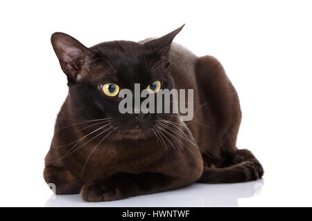 Portrait de chat birman Banque D'Images