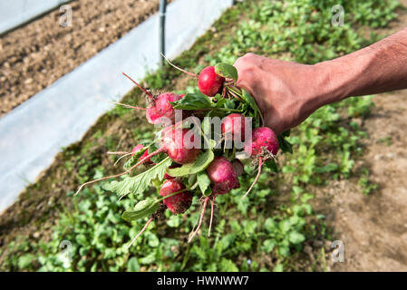 Homme tenant un bouquet de radis fraîchement cueillis comme il récolte la récolte de printemps sur une ferme ou market garden, vue en gros plan de sa main Banque D'Images