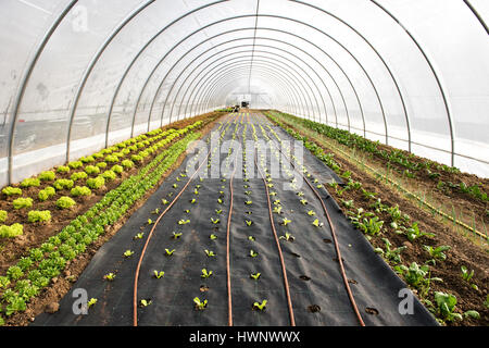 Les semis nouvellement plantées dans un tunnel agricole ou de serre au printemps avec un assortiment de salades dans une perspective fuyante Banque D'Images