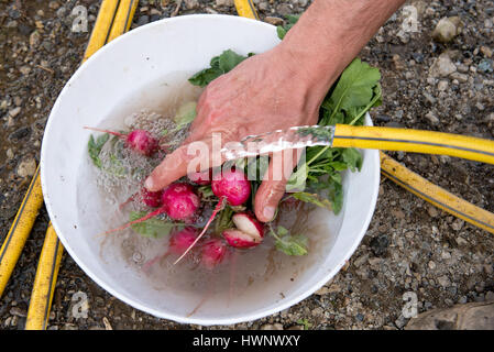 Lave-agriculteur fraîchement cueilli rouge printemps radis tout droit du sol dans ses émissions sous l'eau courante à partir d'un tuyau au-dessus d'un bol, Close up Banque D'Images