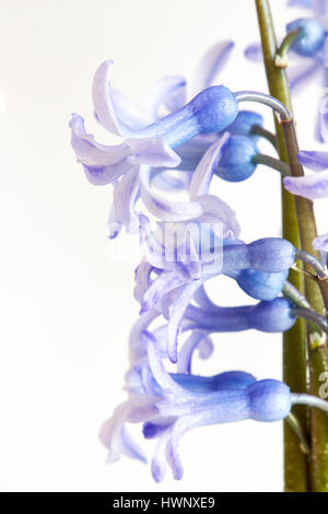 Jacinthe plusieurs fleurs sur fond blanc. Copy space Banque D'Images