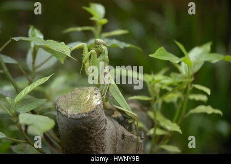 Femme seule debout sur mantis vert arbre coupé Banque D'Images
