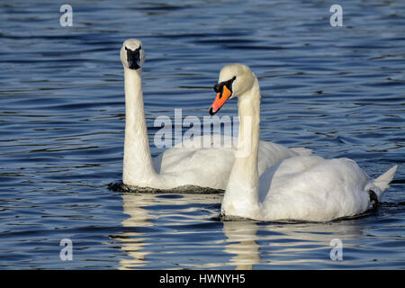 Et le cygne tuberculé côte à côte sur lagoon-Victoria, Colombie-Britannique, Canada. Banque D'Images