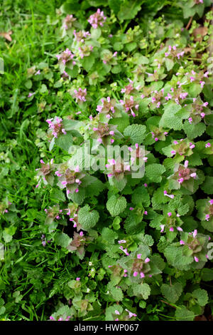 Lamier de patch avec de petites fleurs violettes qui poussent à l'état sauvage dans l'herbe Banque D'Images