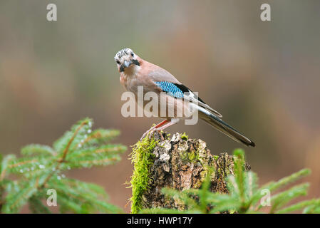 Eurasian jay debout sur une souche d'arbre Banque D'Images