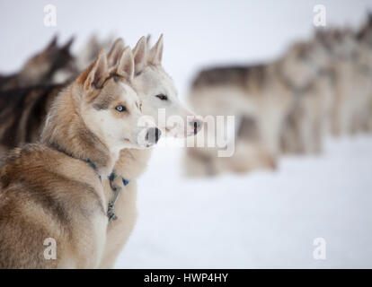 Repos en plein air avant de huskies traîneau Banque D'Images
