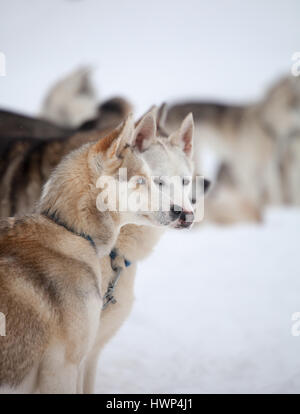 Repos en plein air avant de huskies traîneau Banque D'Images