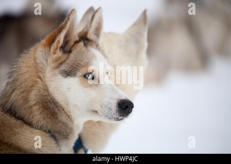 Repos en plein air avant de huskies traîneau Banque D'Images