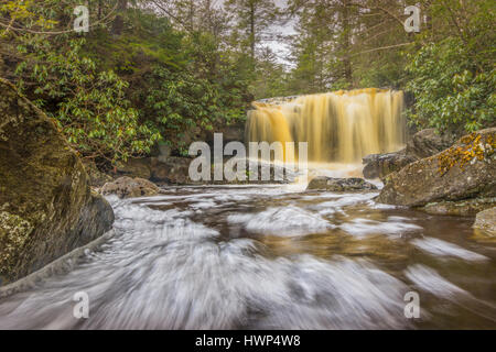 L'eau haute à grande course après une série de pluies de printemps frais juste avant qu'elle rencontre la rivière Blackwater en Virginie de l'Ouest ; le noir, couleur d'or wa Banque D'Images