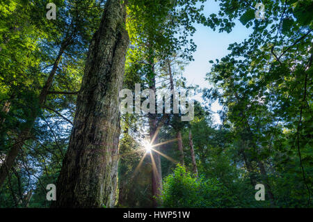 Le bouleau et l'érable sont parmi les arbres qui vont éventuellement être évincées par la pruche de l'est année untimbered 350 dans cette forêt. Banque D'Images