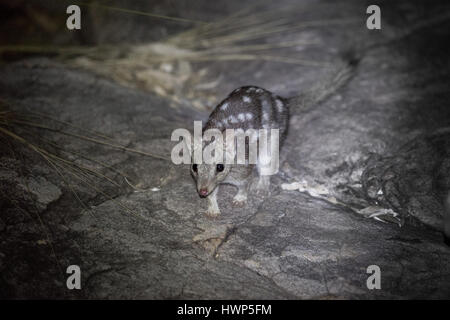 - Le Kimberley Quoll du nord, l'ouest de l'Australie Banque D'Images