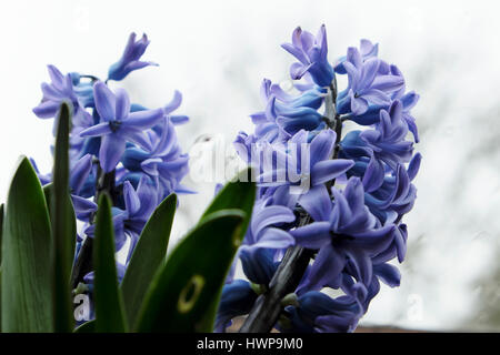 Vue rapprochée de jacinthes mauve (hyacinthus) en fleur poussant dans un pot sur une fenêtre sous un velux au Pays de Galles UK KATHY DEWITT Banque D'Images