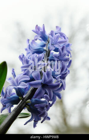 Vue rapprochée de jacinthes mauve (hyacinthus) en fleur poussant dans un pot sur une fenêtre sous un Velux au Pays de Galles UK KATHY DEWITT Banque D'Images