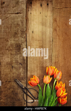 Passage tiré d'un bouquet de tulipes orange et jaune sur une table en bois rustique avec des ciseaux. Télévision jeter vue aérienne du style. Banque D'Images