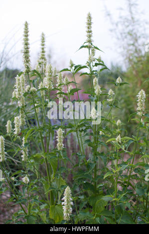 AGASTACHE RUGOSA F ALBIFLORA l'albâtre Banque D'Images