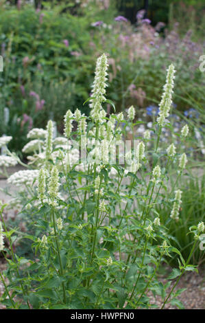 AGASTACHE RUGOSA F ALBIFLORA l'albâtre Banque D'Images