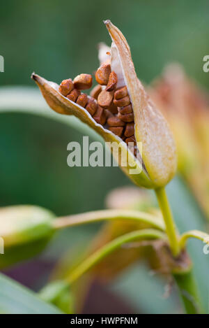 Graines Iris pseudacorus Banque D'Images