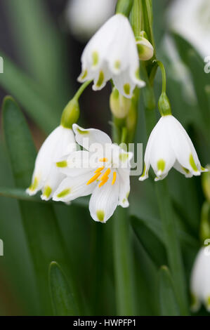 LEUCOJUM AESTIVUM flocon d'été close-up Banque D'Images