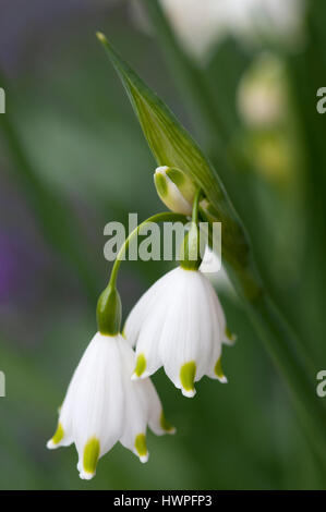 LEUCOJUM AESTIVUM flocon d'été close-up Banque D'Images