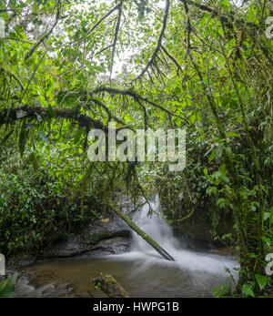 Chute dans un ruisseau de swift à travers une forêt tropicale de montagne, sur le versant occidental de la Cordillère des Andes en Équateur, province de Carchi. Les branches d'un Banque D'Images