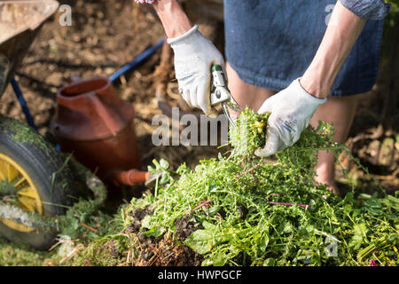 Mélanger les ingrédients du compost avec de la paille et le fumier de cheval avec des déchets de jardin vert UK Banque D'Images