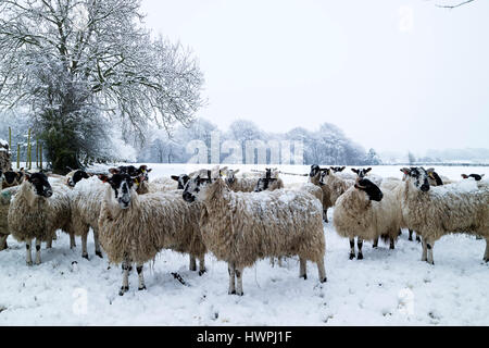 Teesdale, comté de Durham, Royaume-Uni. 22 mars 2017. Météo britannique. Après une nuit de neige la nuit lourde d'un troupeau de moutons pour attendre patiemment leur matin. Crédit : David Forster/Alamy Live News Banque D'Images