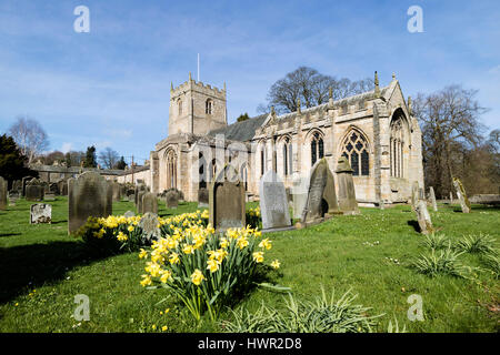 Église Romaldkirk Teesdale, County Durham, Royaume-Uni. Le mardi 4 avril 2017. Météo britannique. Les jonquilles floraison dans le soleil du printemps comme le printemps chaud temps persiste dans le Nord de l'Angleterre. Crédit : David Forster/Alamy Live News Banque D'Images