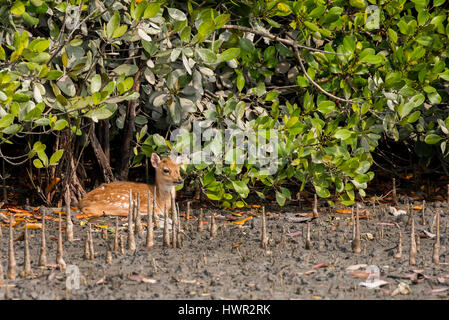 Le Bangladesh, les Sundarbans ('belle forêt') près de Parc National des Sundarbans Hiron Point. L'UNESCO. Les jeunes chital (aka chieetal) deer (WILD : Axis axis) Banque D'Images