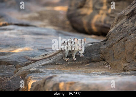 - Le Kimberley Quoll du nord, l'ouest de l'Australie Banque D'Images