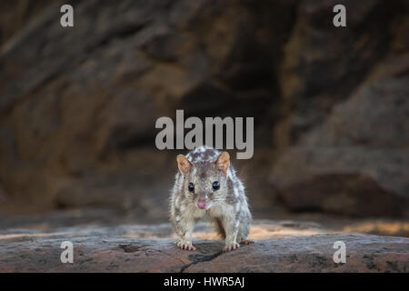 - Le Kimberley Quoll du nord, l'ouest de l'Australie Banque D'Images