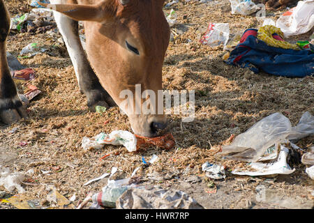 vaches de la rue indienne mangeant des ordures en plastique Banque D'Images