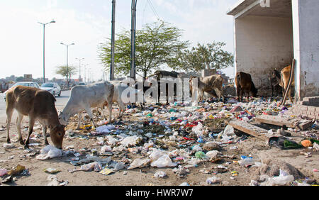 vaches de la rue indienne mangeant des ordures en plastique Banque D'Images