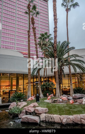 Jardin de flamands roses à Flamingo Hotel and Casino - Las Vegas, Nevada, USA Banque D'Images