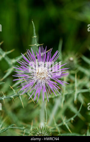 Galactites tomentosa. L'Estrémadure, Espagne Banque D'Images