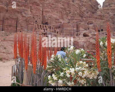 Petra est une ville historique et archéologique dans le sud de la Jordanie. ville est célèbre pour son architecture et les conduits d'eau des fleurs de bush. Banque D'Images