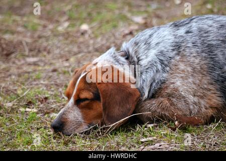 Couchage chien Banque D'Images