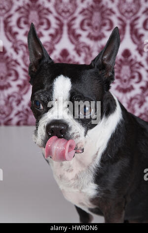 Funny Boston terrier posant dans le studio sur un fond damassé avec la langue qui sort. Tourbillon de la langue. Photographie de chien. Banque D'Images