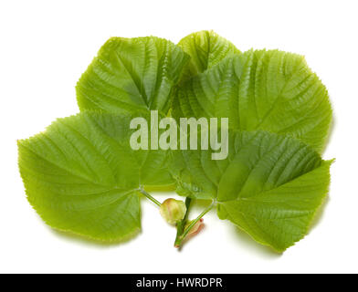 Feuilles vert tilleul. Isolé sur fond blanc. Banque D'Images