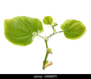 Feuilles tilia vert. Isolé sur fond blanc. Banque D'Images