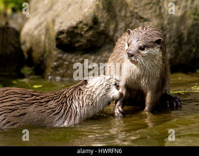 Deux Otters Européens Jouant Banque D'Images