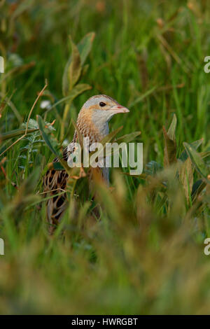 , Râle des genêts Crex crex, dans un crofters haymeadow sur North Uist, îles Hébrides, Ecosse Banque D'Images