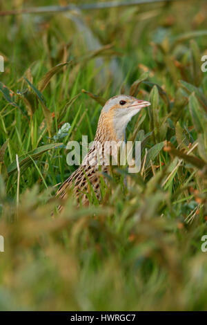 , Râle des genêts Crex crex, dans un crofters haymeadow sur North Uist, îles Hébrides, Ecosse Banque D'Images