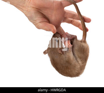 Rat fantaisie accrocher sur la main. Isolé sur fond blanc. Banque D'Images