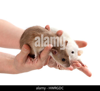 Le rat brun et blanc dans les mains. Isolé sur fond blanc. Banque D'Images