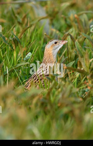 , Râle des genêts Crex crex, dans un crofters haymeadow sur North Uist, îles Hébrides, Ecosse Banque D'Images