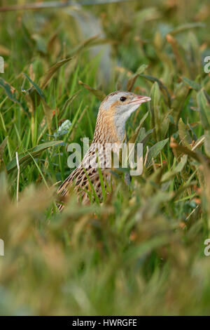 , Râle des genêts Crex crex, dans un crofters haymeadow sur North Uist, îles Hébrides, Ecosse Banque D'Images