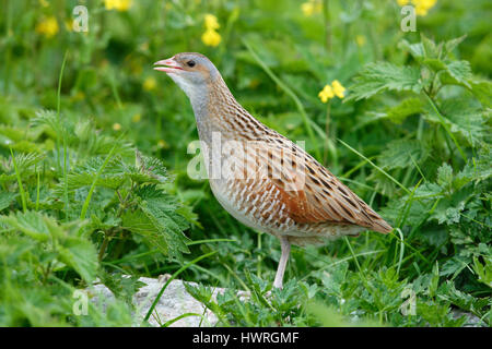 , Râle des genêts Crex crex, dans un crofters haymeadow sur North Uist, îles Hébrides, Ecosse Banque D'Images