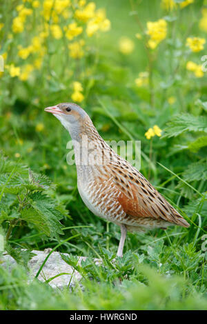 , Râle des genêts Crex crex, dans un crofters haymeadow sur North Uist, îles Hébrides, Ecosse, avec son projet de loi, appelant à ouvrir un partenaire. Banque D'Images